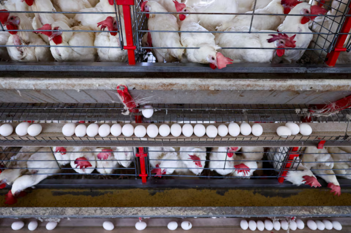 Preços dos ovos em alta? Tarifas podem barrar importações dos EUA Preços dos ovos em alta? Tarifas podem barrar importações dos EUA