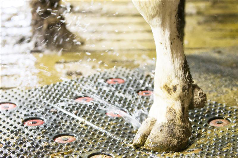 Febre Aftosa na Eslováquia: alerta para suinocultores após surto em gado