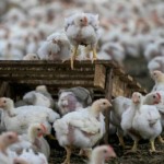 Influenza Aviária avança na América do Norte: Michigan (EUA) e Canadá registram novos focos