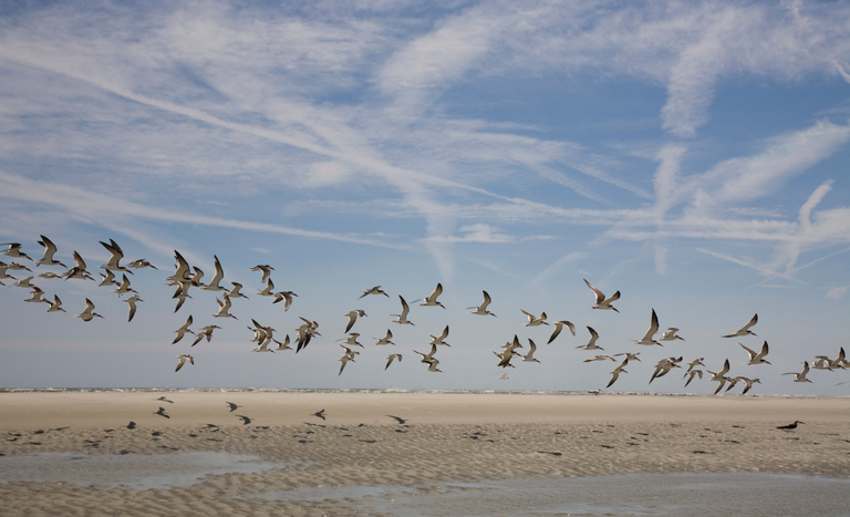 Mapa renova por 180 dias estado de emergência zoossanitária nacional devido à Influenza Aviária
