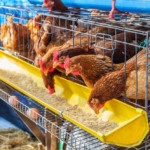 Pesquisa relaciona qualidade física da ração a ganhos de peso e eficiência em frangos de corte Pesquisa relaciona qualidade física da ração a ganhos de peso e eficiência em frangos de corte