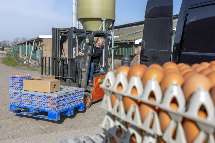 Exportações de ovos da Europa Oriental para os EUA enfrenta desafios logísticos