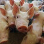 Palotina - 28-10-2020 -Suinos - Suinocultura em Palotina -Foto : Jonathan Campos / AEN Palotina - 28-10-2020 -Suinos - Suinocultura em Palotina -Foto : Jonathan Campos / AEN