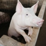 Transição na suinocultura alemã pode exigir € 4,4 bilhões em investimentos, aponta associação de produtores