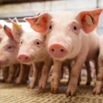 Suinocultura brasileira bate recordes de abate e exportação em 2025, mas excesso de oferta interna limita preços Suinocultura brasileira bate recordes de abate e exportação em 2025, mas excesso de oferta interna limita preços