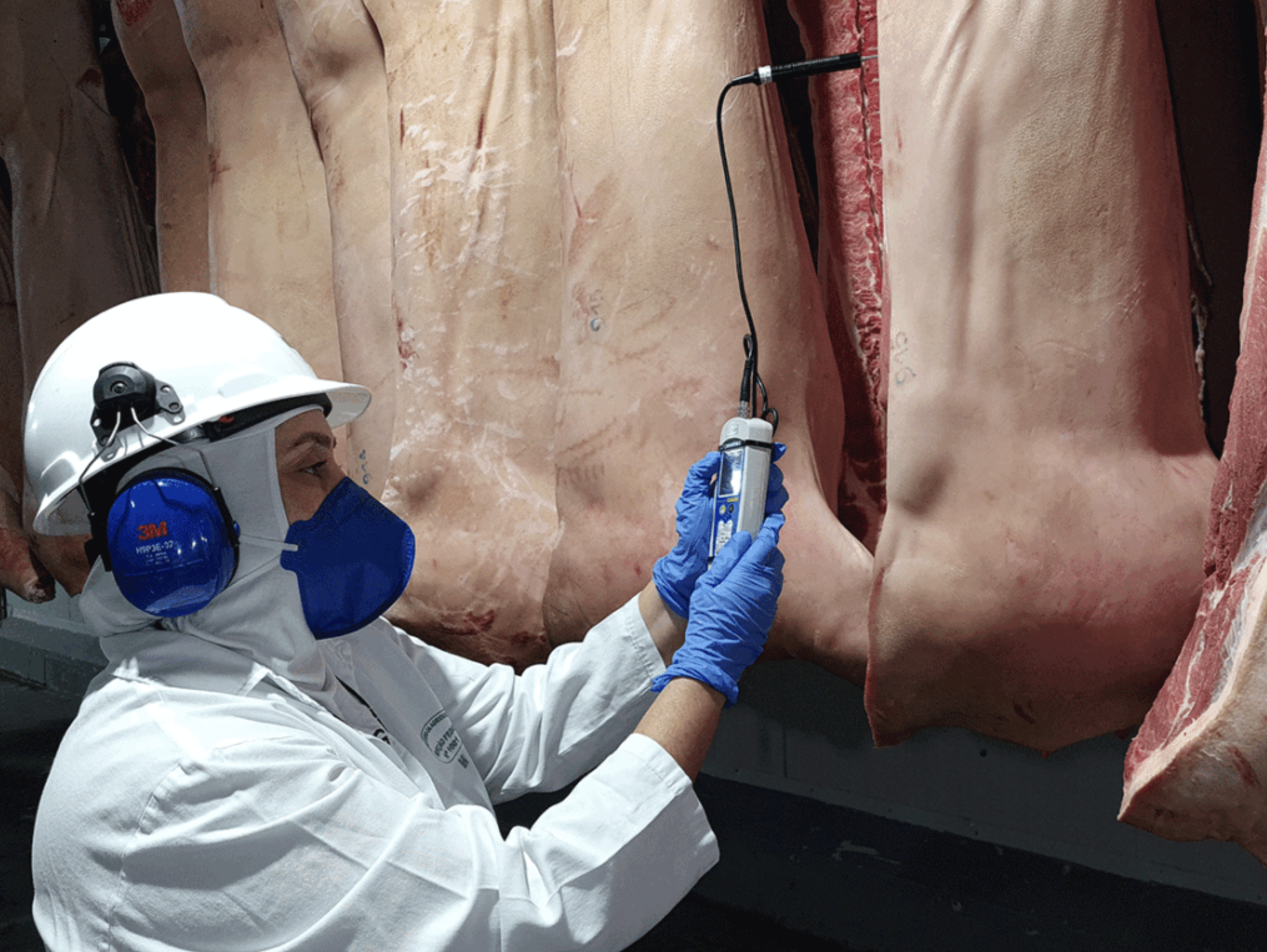 Privatização da inspeção animal gera ação do Ministério Público a pedido de auditores Privatização da inspeção animal gera ação do Ministério Público a pedido de auditores