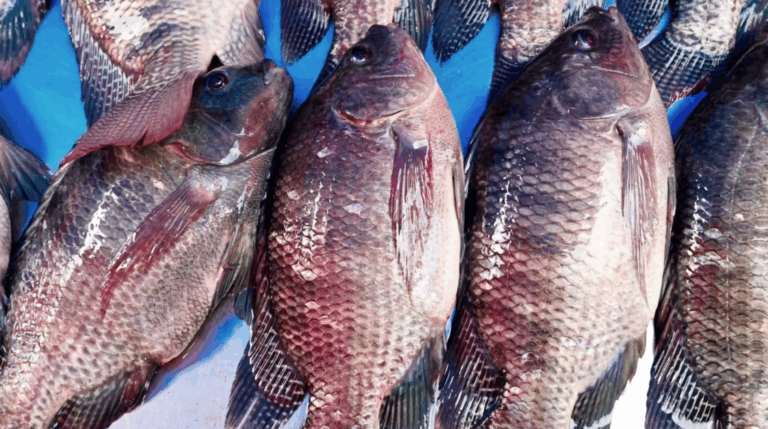 Aquicultura alagoana cresce com inovação e sustentabilidade
