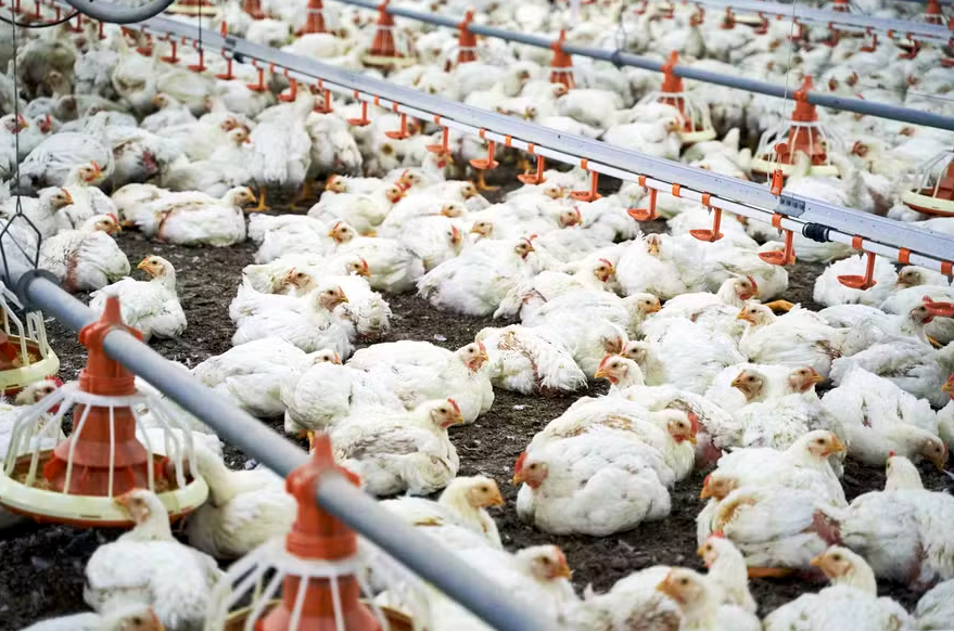 Goiás em alerta preventivo enquanto Tocantins descarta novo caso de Influenza Aviária