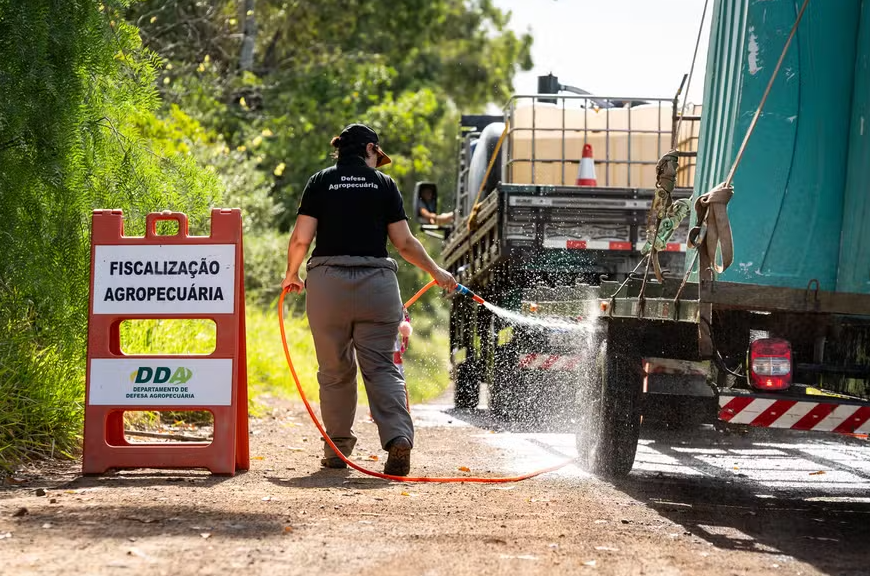 Brasil alerta: Influenza Aviária acende sinal de perigo para exportações e demanda ação urgente