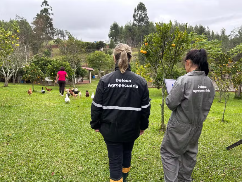 Influenza Aviária: todas as propriedades rurais no raio de 10km do foco já foram vistoriadas