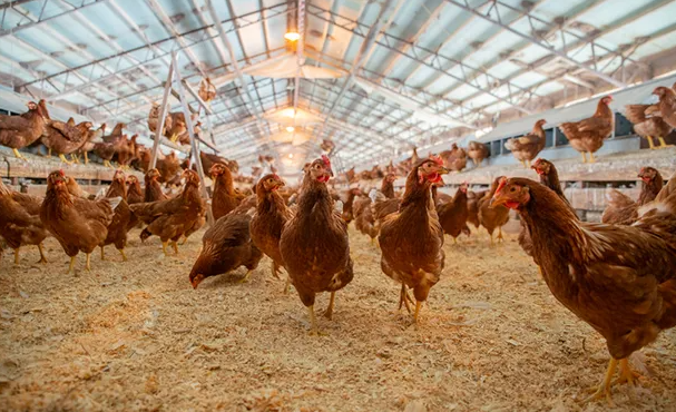 Frente fria traz mudanças no clima do Sudeste e acende alerta para Influenza Aviária