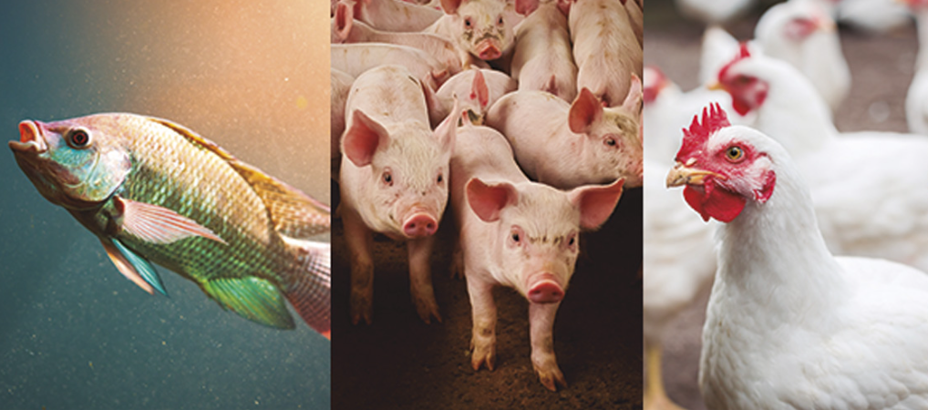 Prazo final: produtores rurais de MS devem declarar rebanho até 2 de junho