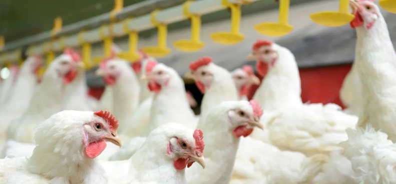 Investigação concluída: Ministério descarta suspeita de Influenza Aviária em SC