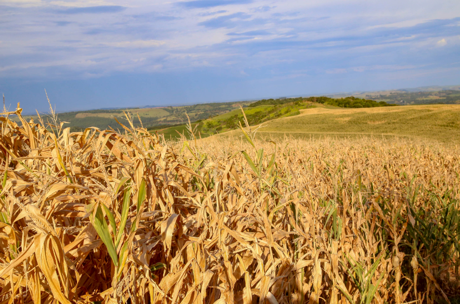 Decreto declara situação de emergência em função da estiagem em todo o Paraná Decreto declara situação de emergência em função da estiagem em todo o Paraná