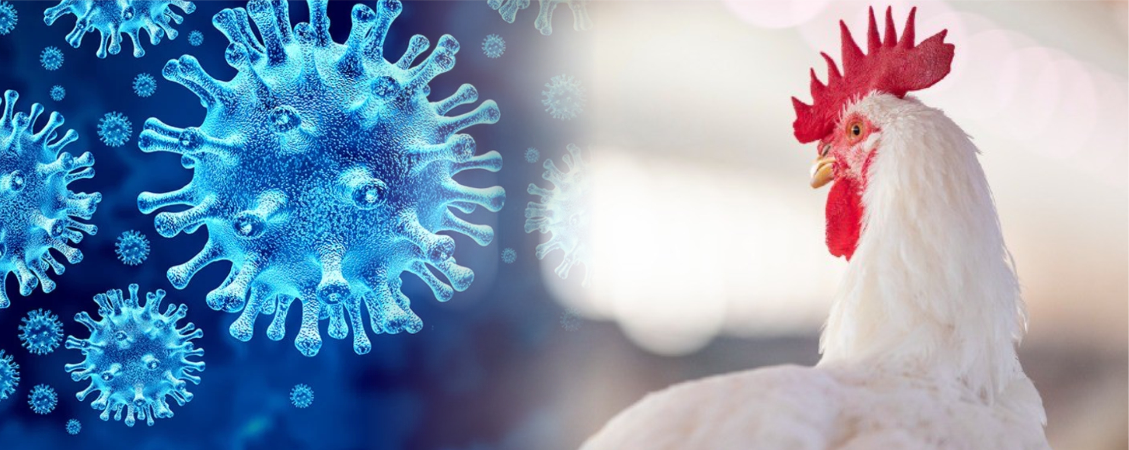 Dois pontos em investigação sob suspeita de Influenza Aviária