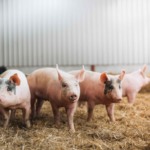 SHIC investe US$ 1,5 milhão em 12 novos projetos de pesquisa em saúde suína