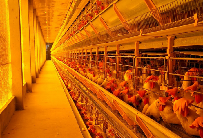 Preocupação: São Paulo segue alerta para prevenção da Influenza Aviária após caso positivo no Rio Grande do Sul