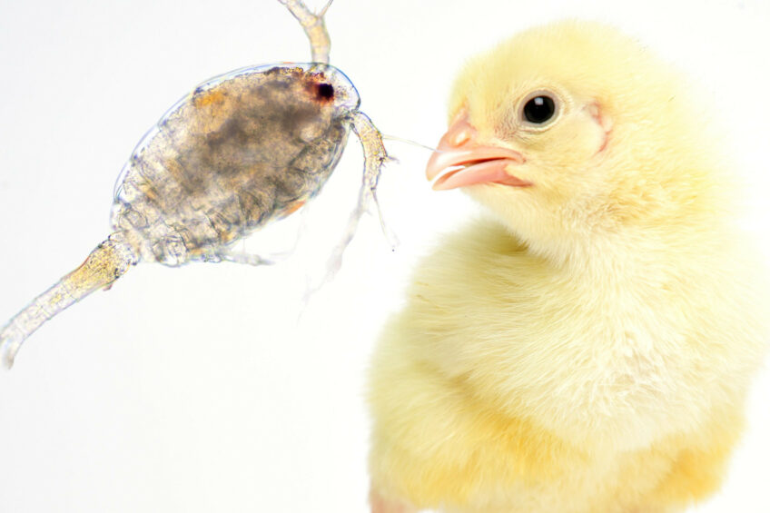 Benefícios da proteína marinha sustentável na saúde dos frangos de corte