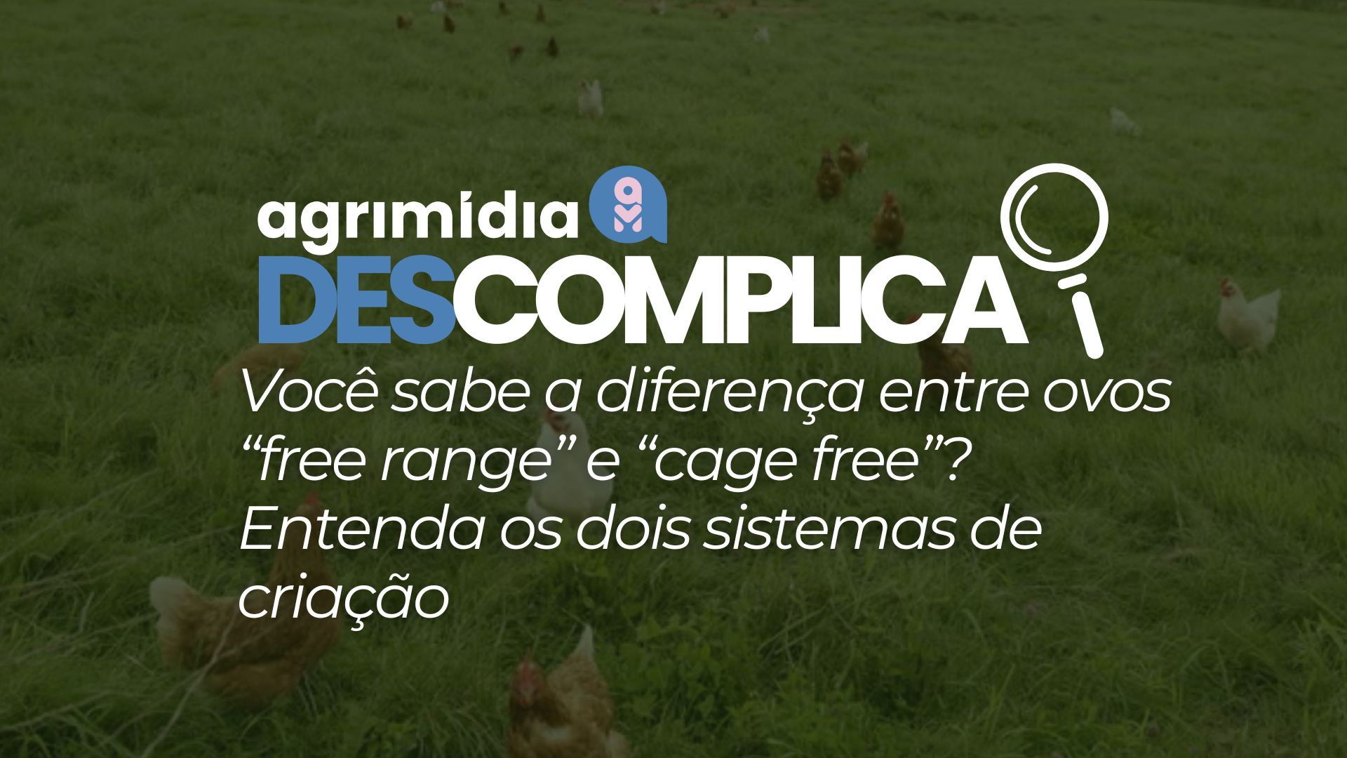 Agrimidia Descomplica: Você sabe a diferença entre ovos “free range” e “cage free”? Entenda os dois sistemas de criação