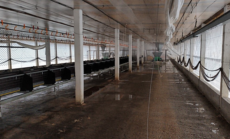 Após desinfecção, área afetada em Montenegro (RS) entra em vazio sanitário de 28 dias