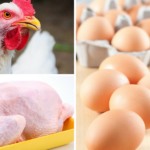 Indústria de ovos dos EUA transiciona para setor de valor agregado impulsionado por produção cage-free Indústria de ovos dos EUA transiciona para setor de valor agregado impulsionado por produção cage-free