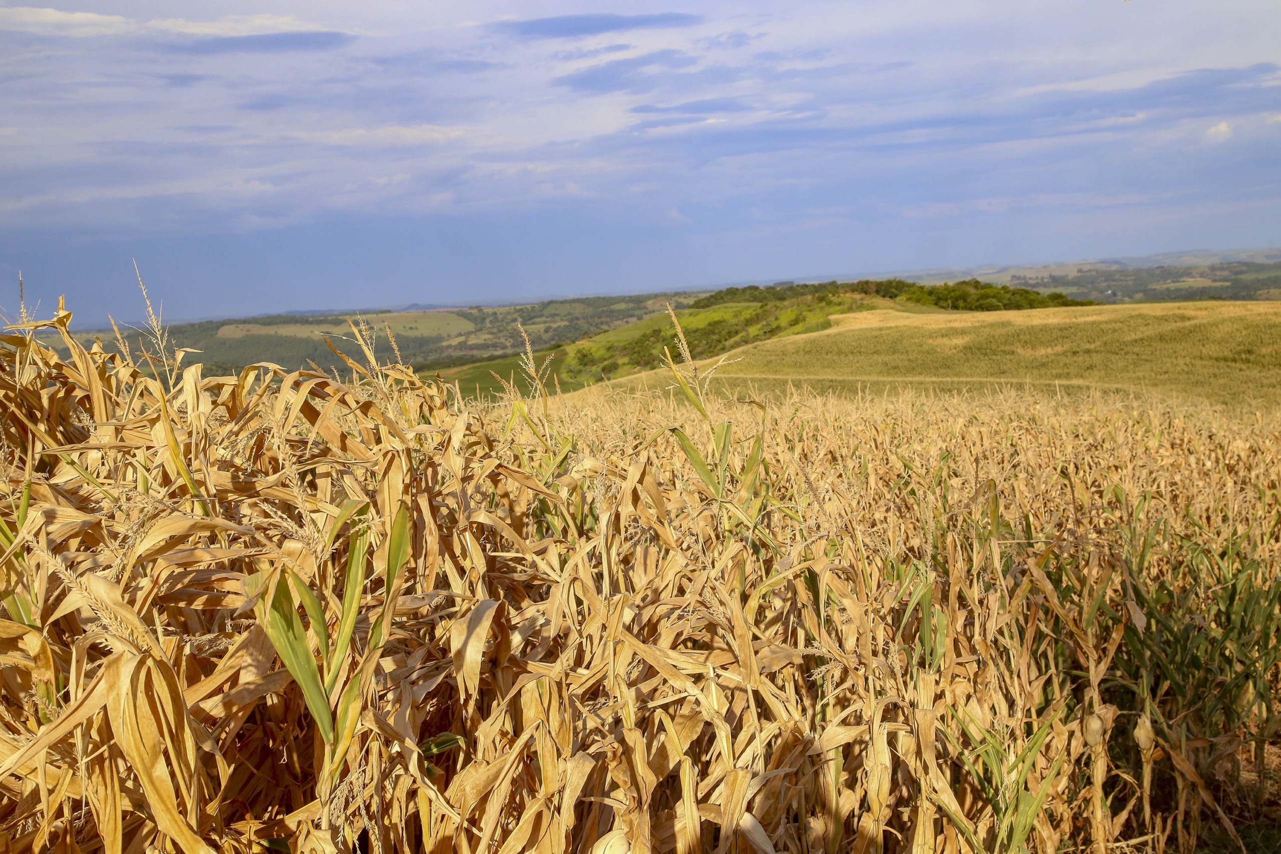 Plantação de milho na fazenda Esperança em Lindoeste Plantação de milho na fazenda Esperança em Lindoeste