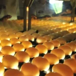 Abertura do mercado da Malásia impulsiona exportação de ovos, mas calor extremo freia produção