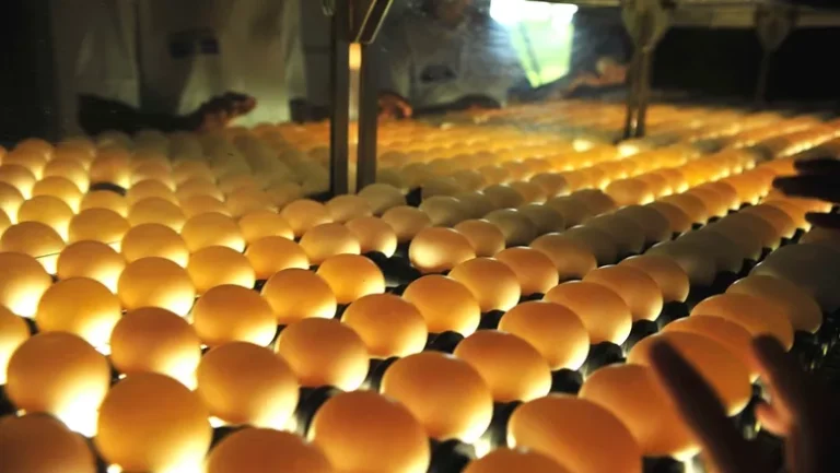 Brasil obtém habilitação para exportar ovos-produto a Singapura Brasil obtém habilitação para exportar ovos-produto a Singapura