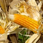 Plantação de milho. espiga. Foto:Jaelson Lucas / AEN