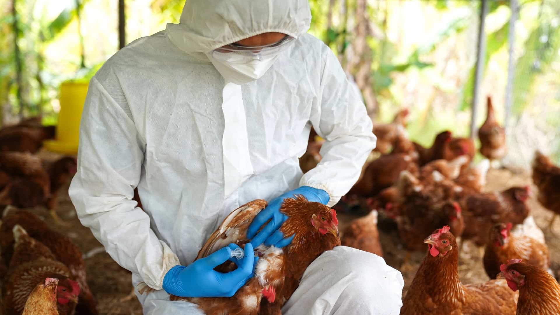 Santa Catarina investiga suspeita de Influenza Aviária em granja comercial e proíbe entrada de aves e ovos do Rio Grande do Sul