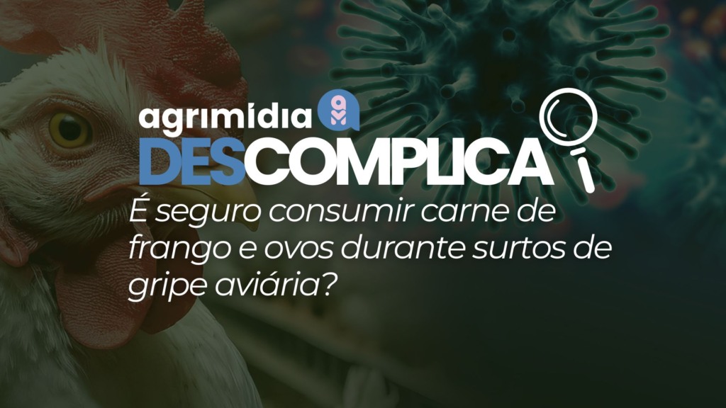 Agrimídia Descomplica: Curiosidade em foco - é seguro consumir carne de frango e ovos durante surtos de Influenza Aviária? Agrimídia Descomplica: Curiosidade em foco - é seguro consumir carne de frango e ovos durante surtos de Influenza Aviária?