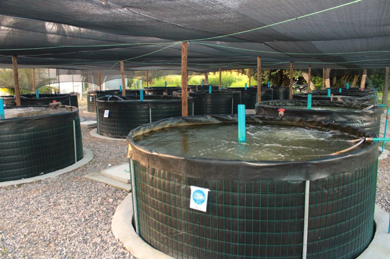 Fortalecimento da aquicultura no Ceará: capacitação, pesquisa e apoio à produção Fortalecimento da aquicultura no Ceará: capacitação, pesquisa e apoio à produção