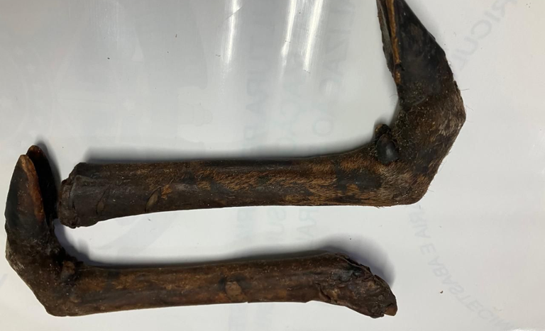 Brasil barra risco de Febre Aftosa em carga animal