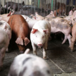 Agronegócio do Paraná em Contraste: Soja Atingida por Chuvas, Suínos segue em forte expansão