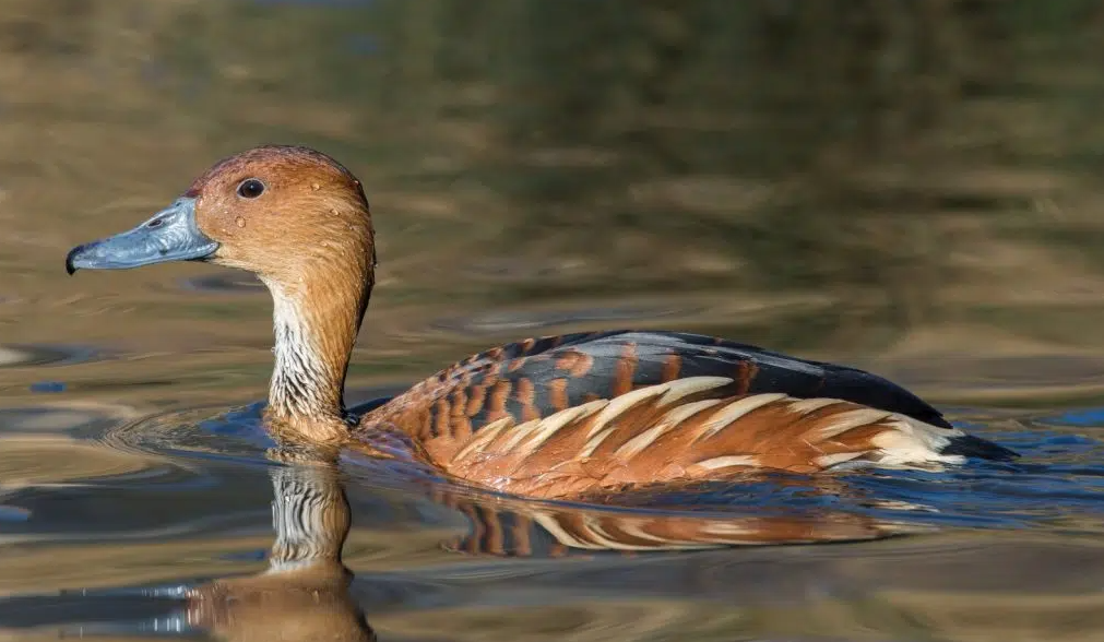 Estado de São Paulo registra primeiro caso de Influenza Aviária no ano