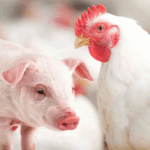 Produção de suínos e frangos: custos caem nos principais estados produtores