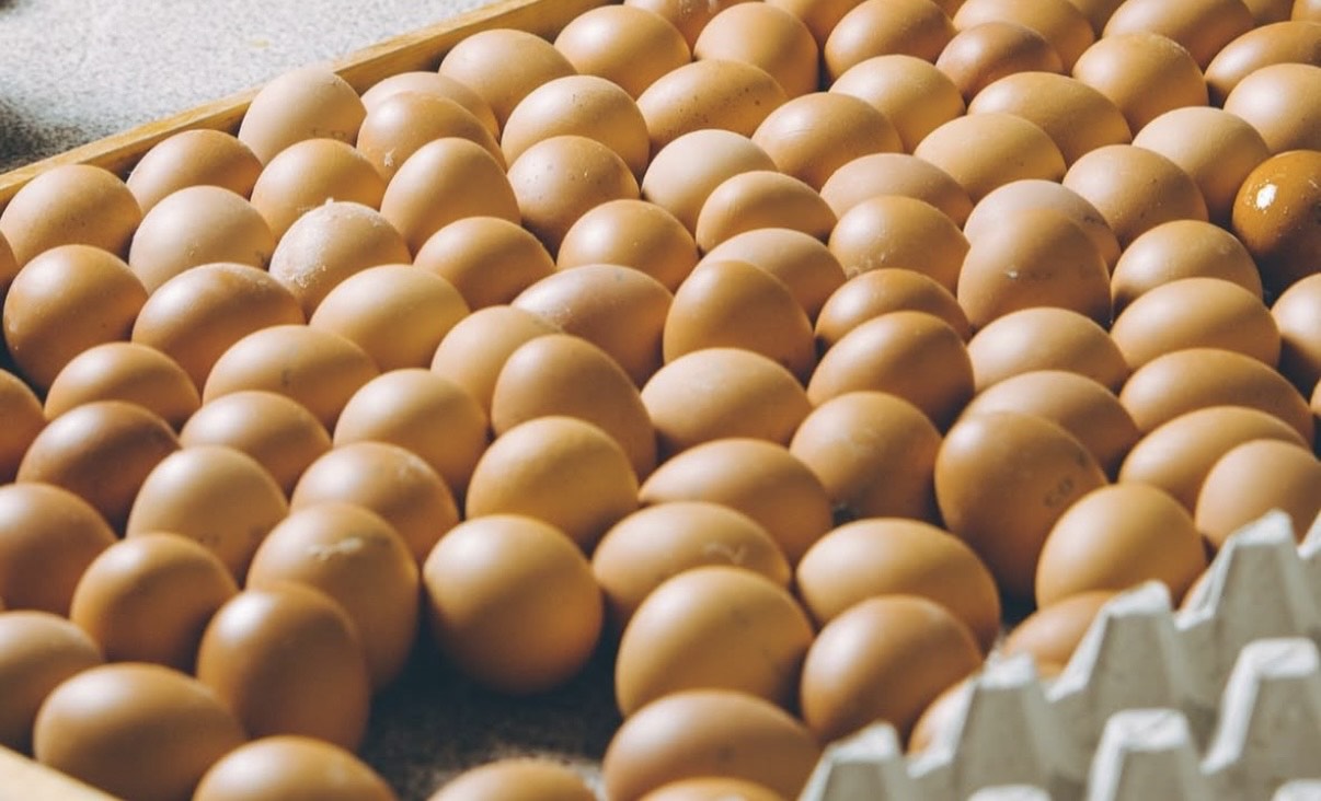 Você sabia que um ovo pode transportar até 100.000 bactérias? Entenda Você sabia que um ovo pode transportar até 100.000 bactérias? Entenda