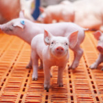 Tecnologia vencedora de prêmio promete resultados de PRRS e Influenza Suína em 30 minutos