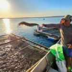 Piscicultura integrada supera avicultura e suinocultura em eficiência ambiental, aponta estudo da Embrapa