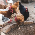 Aves representam 99% dos abates em Pernambuco, mas IBGE alerta para vulnerabilidade sanitária Aves representam 99% dos abates em Pernambuco, mas IBGE alerta para vulnerabilidade sanitária