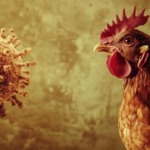 Primeira detecção de anticorpos da Influenza Aviária em bovinos na Europa acende alerta sanitário