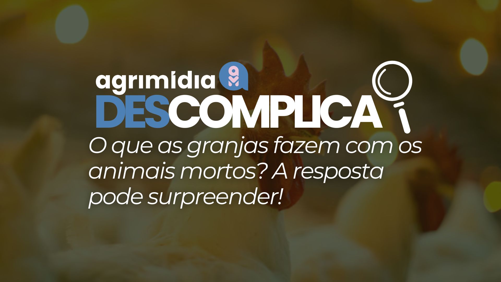 Agrimídia Descomplica: O que as granjas fazem com os animais mortos?
