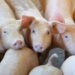 Estônia planeja investir € 75 milhões em novas granjas de suínos após impactos da Peste Suína Africana