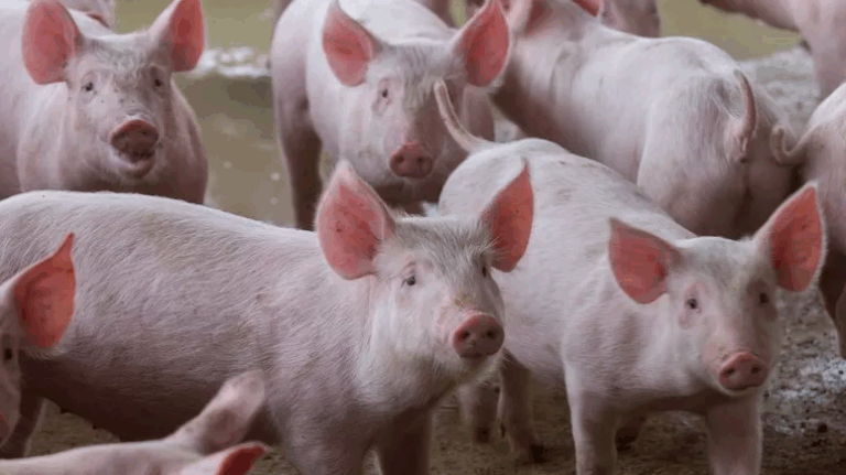 Parceria internacional: missão do Japão destaca força da suinocultura brasileira