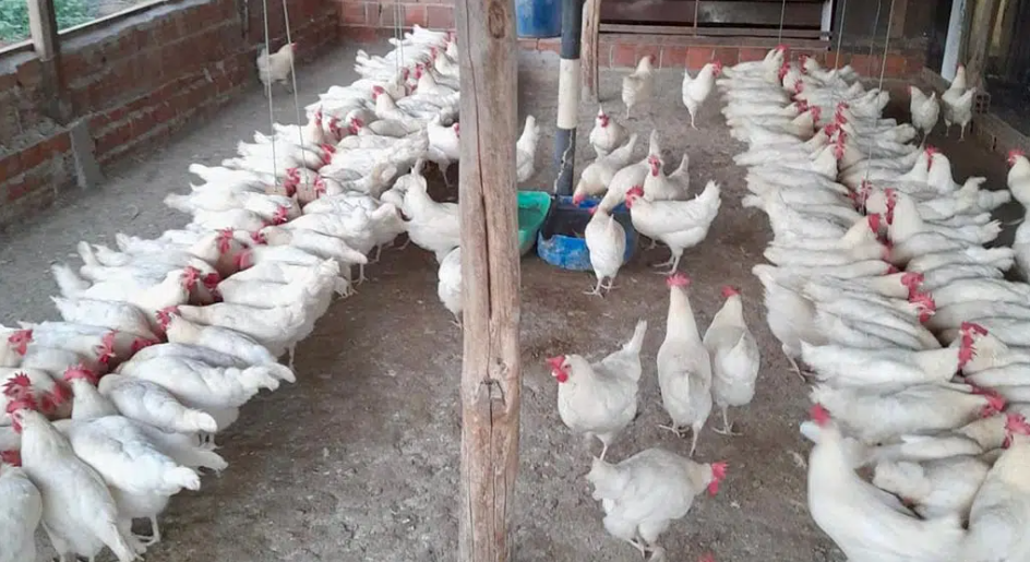 Avicultura alternativa na Paraíba cresce com fabricação de ração e beneficiamento de ovos