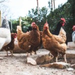 Casos de Influenza Aviária em aves selvagens batem recorde e ameaçam granjas Casos de Influenza Aviária em aves selvagens batem recorde e ameaçam granjas