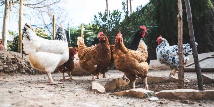 Casos de Influenza Aviária em aves selvagens batem recorde e ameaçam granjas Casos de Influenza Aviária em aves selvagens batem recorde e ameaçam granjas