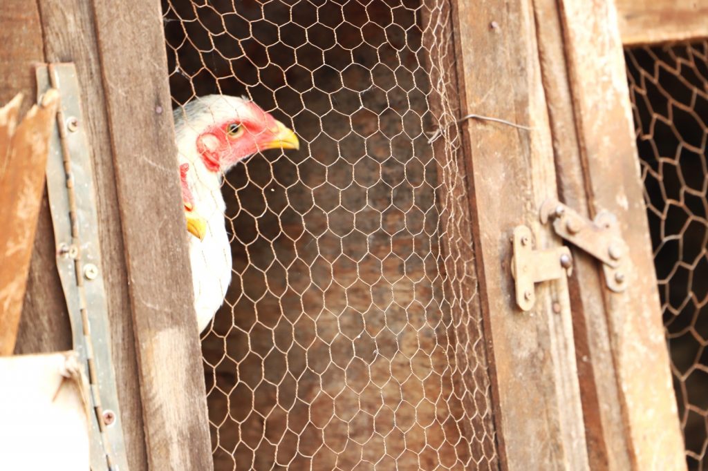 Defesa Agropecuária atua diante novo caso de Influenza Aviária em criação doméstica Defesa Agropecuária atua diante novo caso de Influenza Aviária em criação doméstica