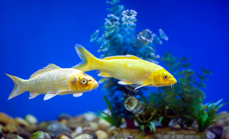 Abertura de mercado no Uruguai para exportação de peixes ornamentais Abertura de mercado no Uruguai para exportação de peixes ornamentais