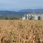 Agroindústria tem leve alta de 1% em abril, revela pesquisa